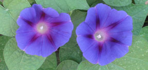 Ipomoea purpurea