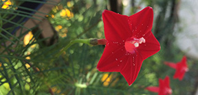 Ipomoea quamoclit