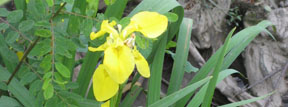 Iris pseudacorus