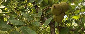 Juglans nigra