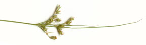 Juncus tenuis