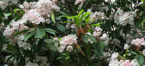 Kalmia latifolia