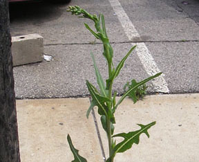 Lactuca serriola