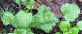 Lamium amplexicaule