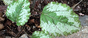 Lamium galeobdolon