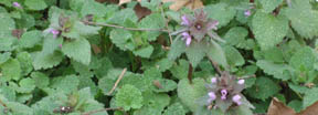 Lamium purpureum