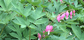 Lamprocapnos spectabilis