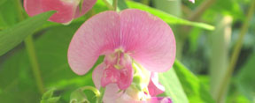 Lathyrus latifolius