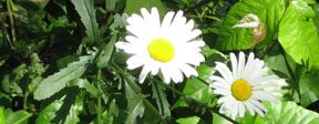 Leucanthemum vulgare