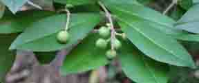 Ligustrum obtusifolium