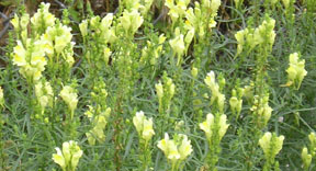 Linaria vulgaris