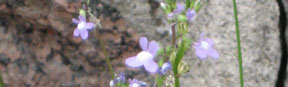 Linaria canadensis