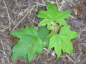 Liquidambar styraciflua