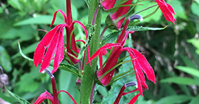 Lobelia cardinalis