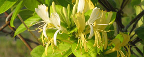 Lonicera japonica