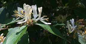 Lonicera maackii