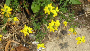 Lotus corniculatus