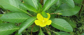 Ludwigia peploides