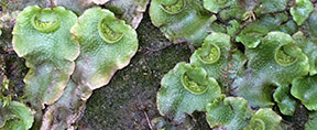 Lunularia cruciata