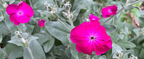 Lychnis coronaria