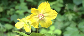 Lysimachia ciliata