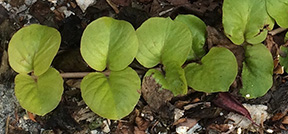 Lysimachia nummularia 'Aurea'