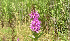 Lythrum salicaria