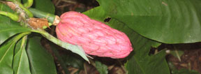 Magnolia tripetala