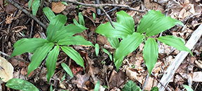 Maianthemum racemosum