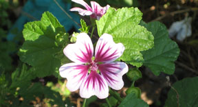 Malva sylvestris