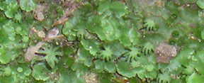 Marchantia polymorpha