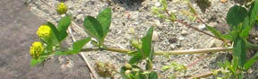 Medicago lupulina