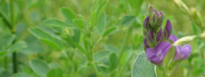 Medicago sativa