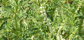 Melilotus albus