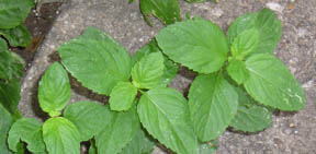 Mentha spicata