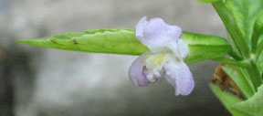 Mimulus alatus