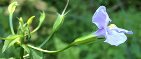 Mimulus ringens