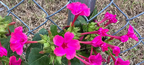 Mirabilis jalapa