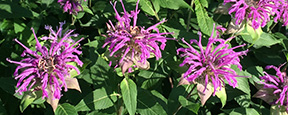 Monarda fistulosa