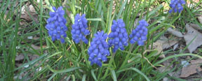 Muscari botryoides