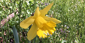 Narcissus pseudonarcissus