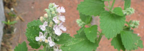 Nepeta cataria