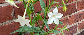 Nicotiana alata