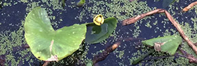 Nuphar lutea