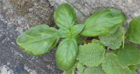 Ocimum basilicum