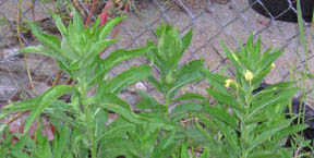 Oenothera biennis