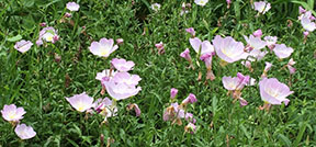 Oenothera speciosa