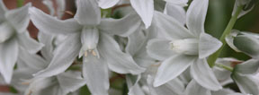 Ornithogalum nutans