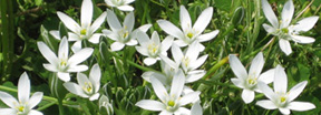 Ornithogalum umbellatum