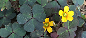 Oxalis corniculata